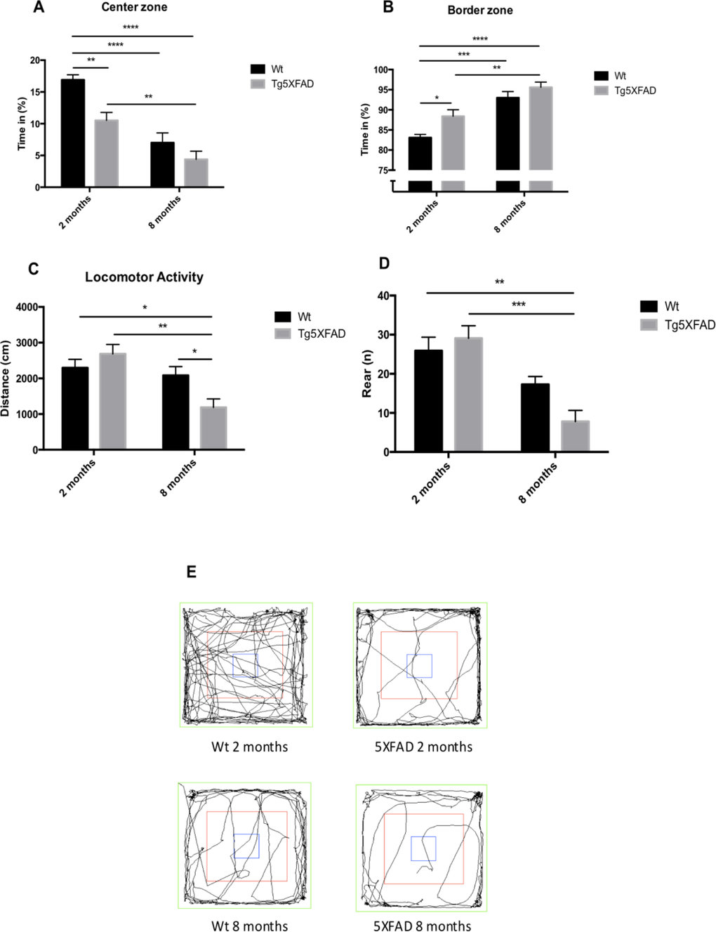 Results of Open field test in female mice aged 2 and 8 months (Wt and 5XFAD). Time spent in center zone., (A), Time spent in border maze (B), Locomotor activity (C) and Rears (D). Representative tracks for the OFT (E). Data represented as observed mean ± Standard Error of the Mean (SEM) (n = 10 for each group). *p