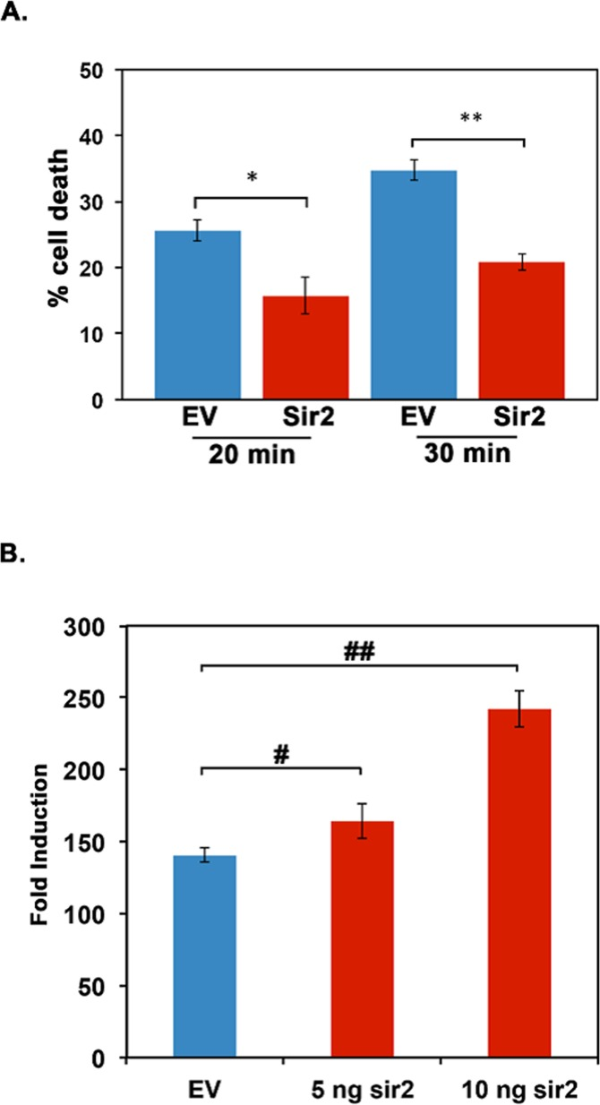 Daphnia Sir2 exhibits functional activity similar to mammalian Sirt1