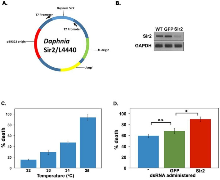 Targeted RNAi knockdown of D. pulicaria Sir2 severely impairs HSR and survival