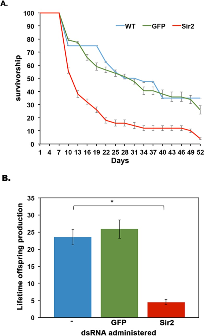 Sir2 knockdown in D. pulicaria results in reduced lifespan and lifetime offspring production