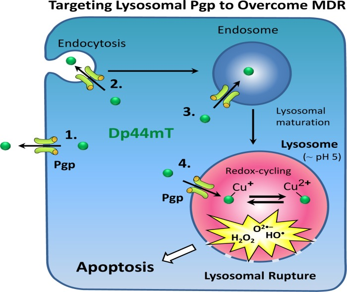 The ability of Dp44mT to overcome drug resistance is mediated by its ability to be transported into the lysosome by the drug transporter, P-glycoprotein (Pgp). Subsequently, within the lysosome, Dp44mT binds Cu and then redox cycles to generate cytotoxic reactive oxygen species (ROS) that subsequently results in lysosomal membrane rupture. The rupture of the lysosome leads to the release of enzymes such as cathepsins that trigger apoptosis and cell death [6, 7]. Hence, resistant cells with high Pgp expression then become sensitive to Dp44mT, leading to increased cell death, and thus, overcoming the multi-drug resistance (MDR) phenotype.
