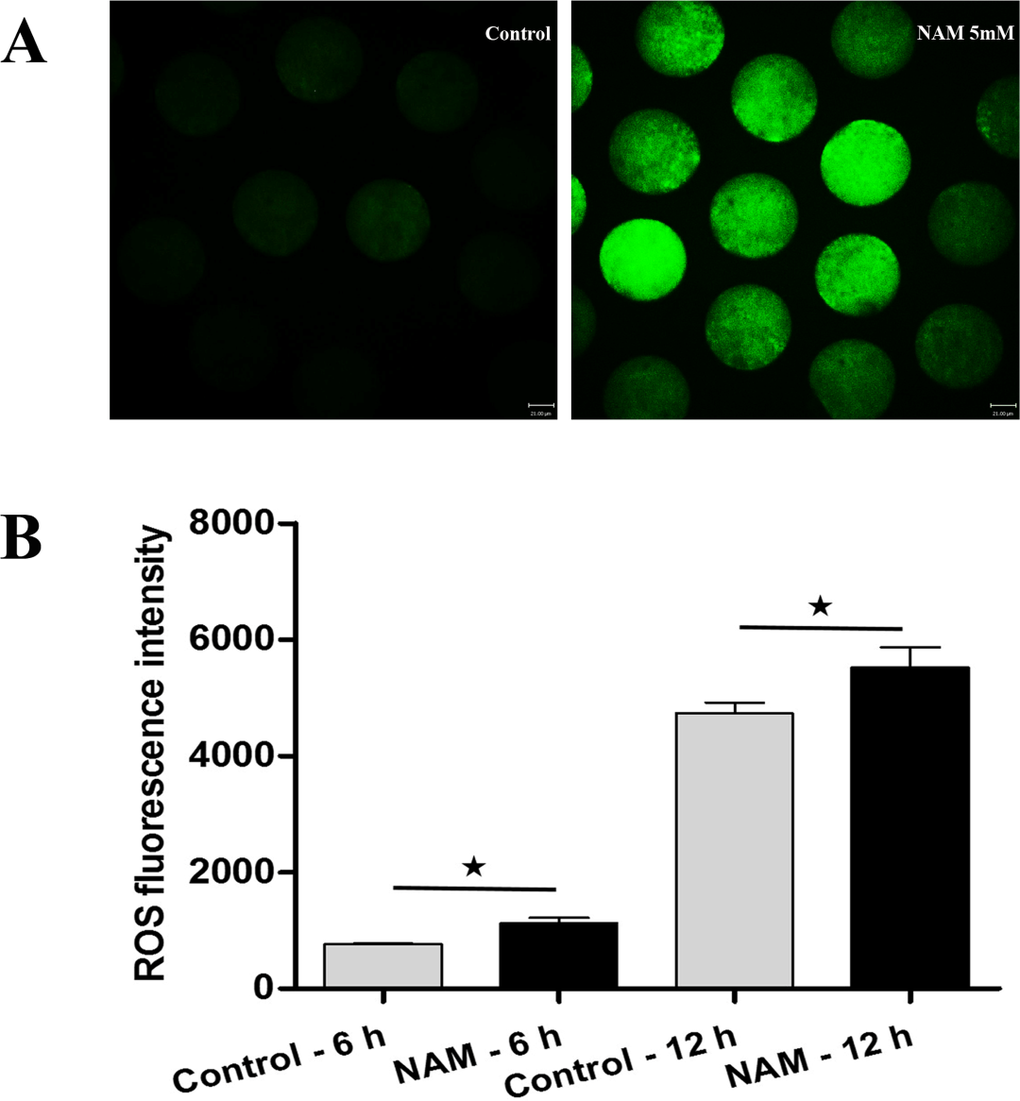 Analysis of ROS production in MII oocytes