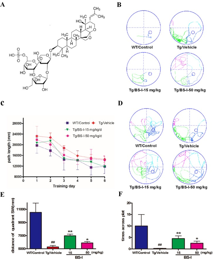 The chemical structure of BS-I (A) and Morris water maze test for BS-I and vehicle-treated APP/PS1 mice (WT controlled) (B to F). All mice were trained for 6 days (4 trials per day) to learn the location of a hidden platform in the MWM (B and C). Each point represents the mean length values of 4 trials per day. The swim path distance for the animals in the BS-I-treated groups were compared with those of vehicle-treated animals. Each mouse received a 70-second probe test of spatial memory retention on the 7th day (for 4 trials). In the probe trials, the BS-I-treated APP/PS1 mice swam longer in the target quadrant than the vehicle-treated APP/PS1 mice (D, E and F). APP/PS1/Vehicle group (Tg/Vehicle) compared with the wild-type control group (WT/Control), * p 