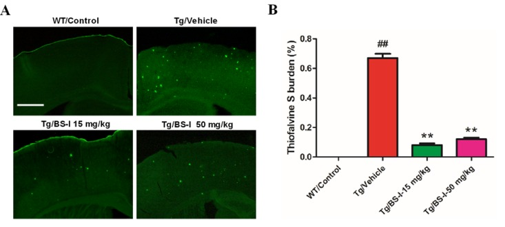 BS-I reduced amyloid plaque formation in APP/PS1 mice. (A) Images of ThioS-stained amyloid plaques in the hippocampus. (B) Statistics of ThioS-stained amyloid plaques in the hippocampus. APP/PS1/Vehicle group (Tg/Vehicle) compared with the wild-type control group (WT/Control), ** p 