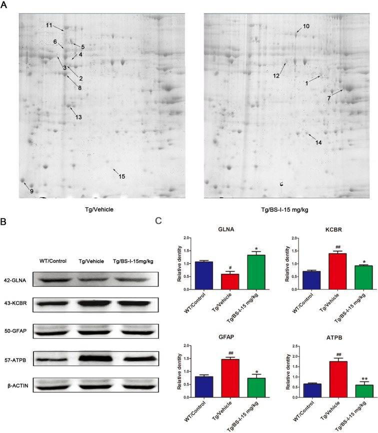 2-DE images and the validation of differentially abundant protein by western blot. The differentially expressed proteins in this study were defined by the gray values of the protein spots. Nine proteins were down-regulated (shown on the Tg/Vehicle gel) and 5 were up-regulated (shown on the Tg/BS-I-15 mg/kg gel) (A). To validate the proteomic results, we used a western blot to confirm 4 of the total 14 differentially expressed proteins (B). Tg/Vehicle group (M) compared with the wild-type control group (WT), * p C). Error bars denote mean standard error of the mean (SEM), n = 3.