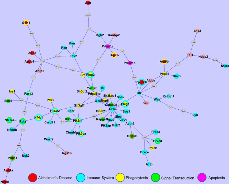 The PPI network of the effect of BS-I on AD. The network was constructed by mapping the most enriched functional genes to the PPI network constructed by the differentially expressed genes identified by the DNA microarray and differentially expressed proteins identified by the 2-DE. Immune genes are colored in blue and phagocytosis genes are colored in yellow. Multi-functional genes are identified by multiple colors. The size of a node depends on the number of pathways the gene is involved in. Grey nodes are non-target proteins that link the targets.