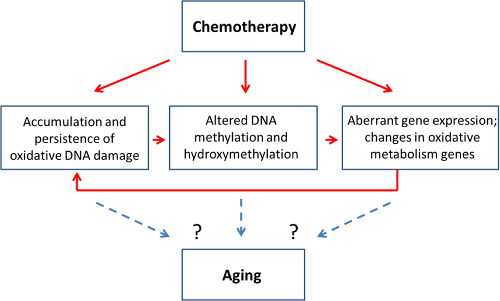 Chemotherapy-induced changes may be connected to the aging-related changes - model scheme