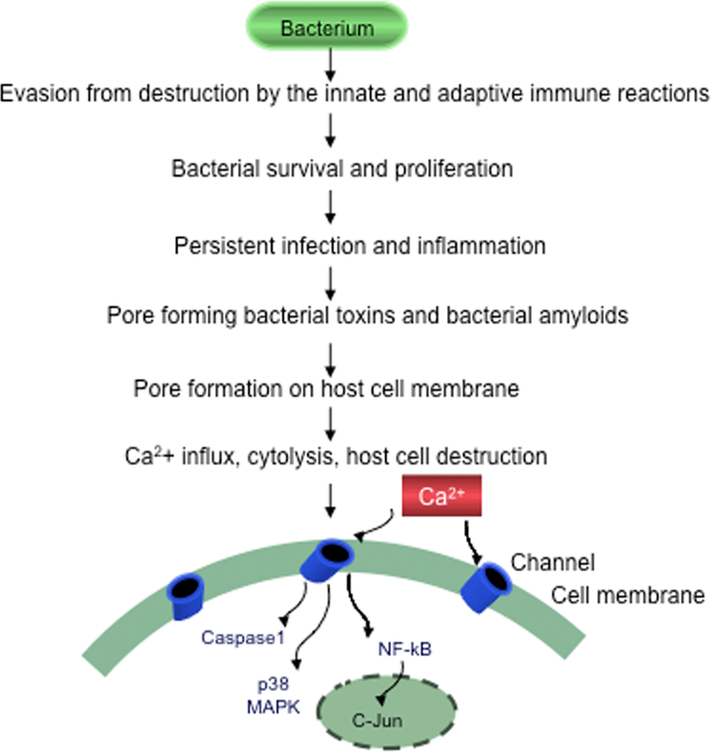 Evasion of bacteria from destruction by the host immune systems