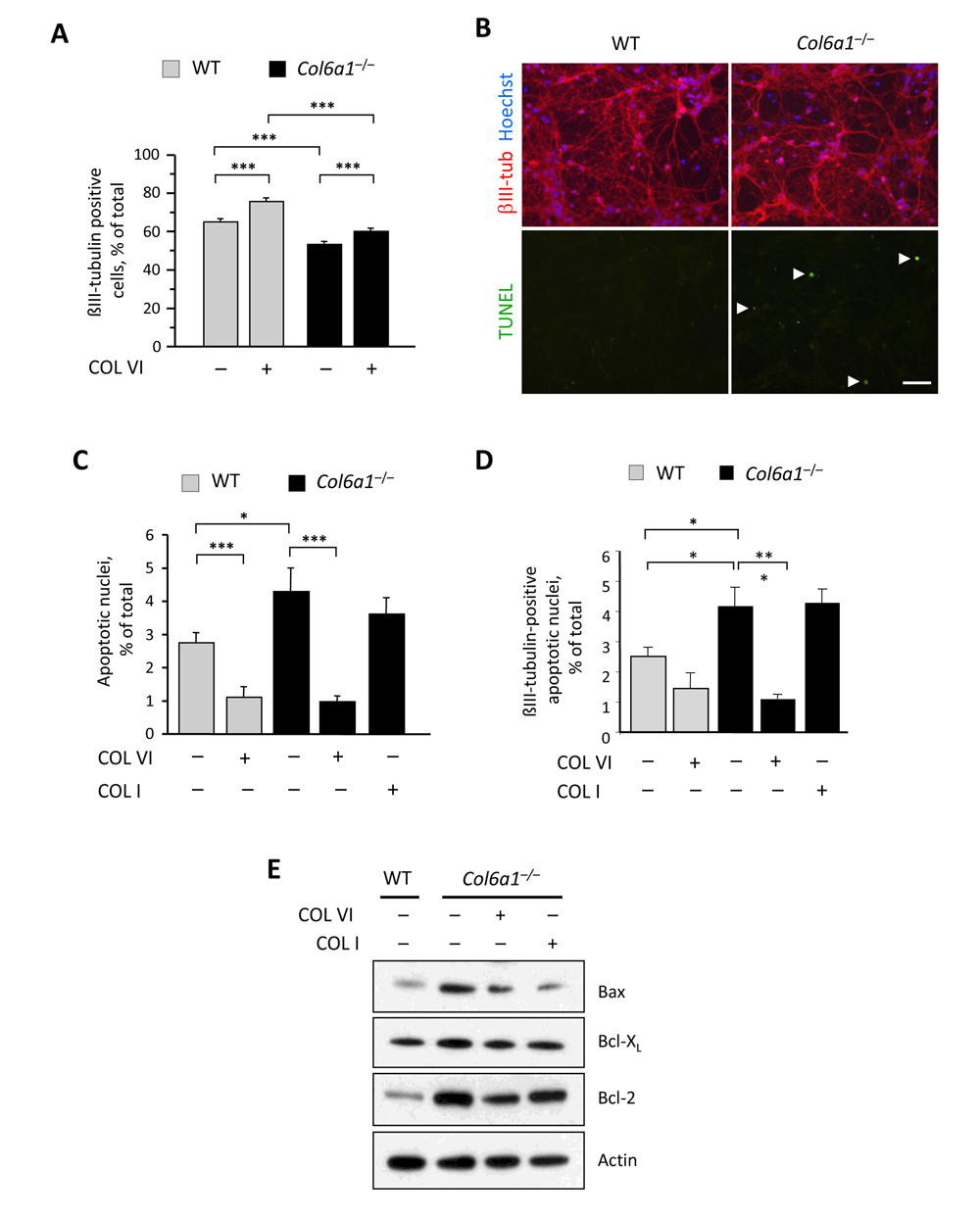 Lack of collagen VI affects the neuronal population and induces increased apoptosis in neural cell cultures