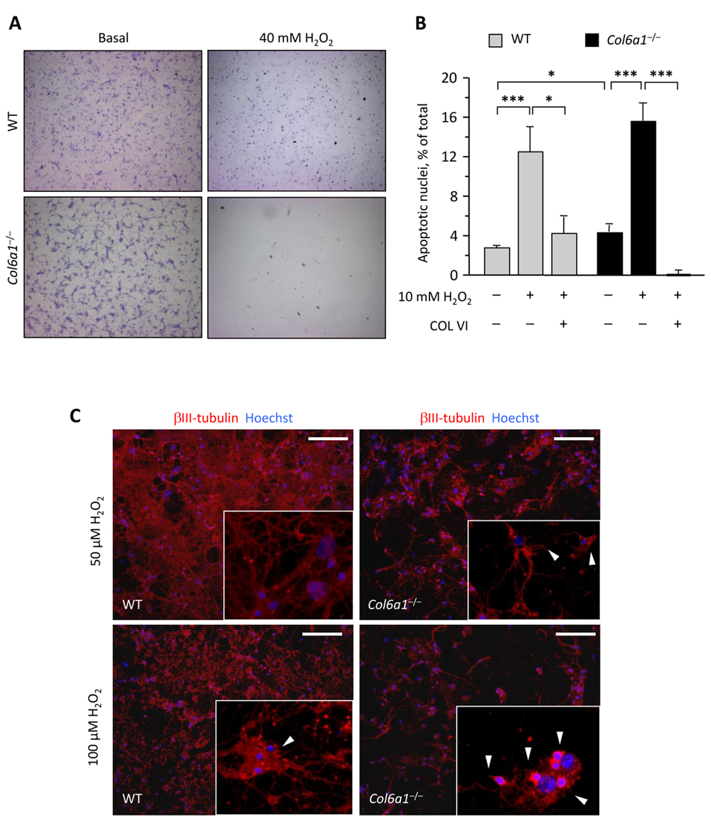 Col6a1−/− neural cell cultures display higher oxidative damage