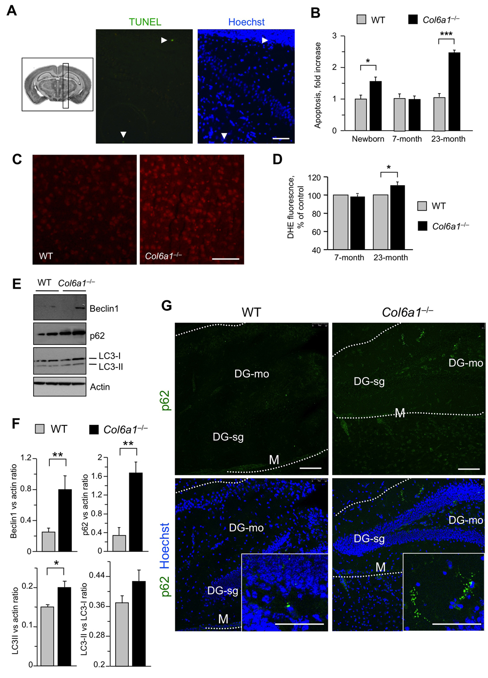 Aged Col6a1−/− mice display neurodegenerative hallmarks