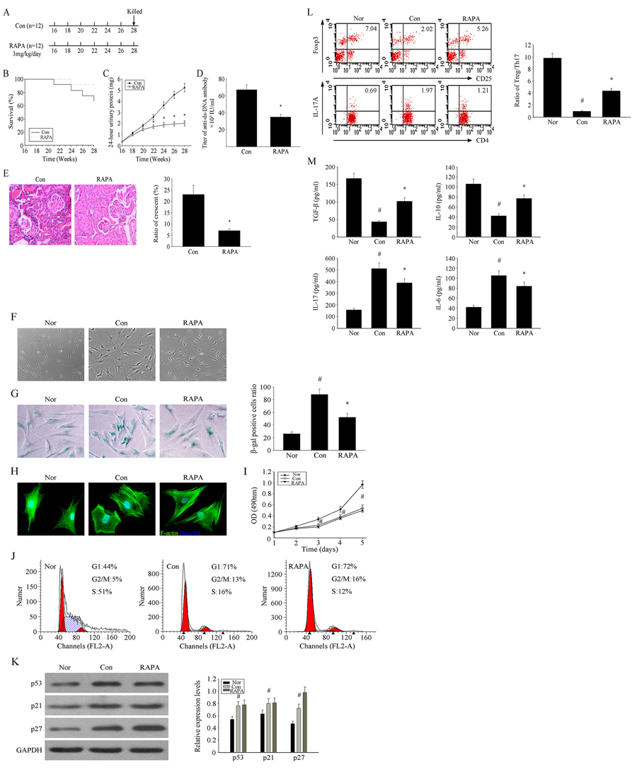 RAPA improves lupus nephritis by influencing the cellular senescence of BM-MSCs from MRL/lpr mice