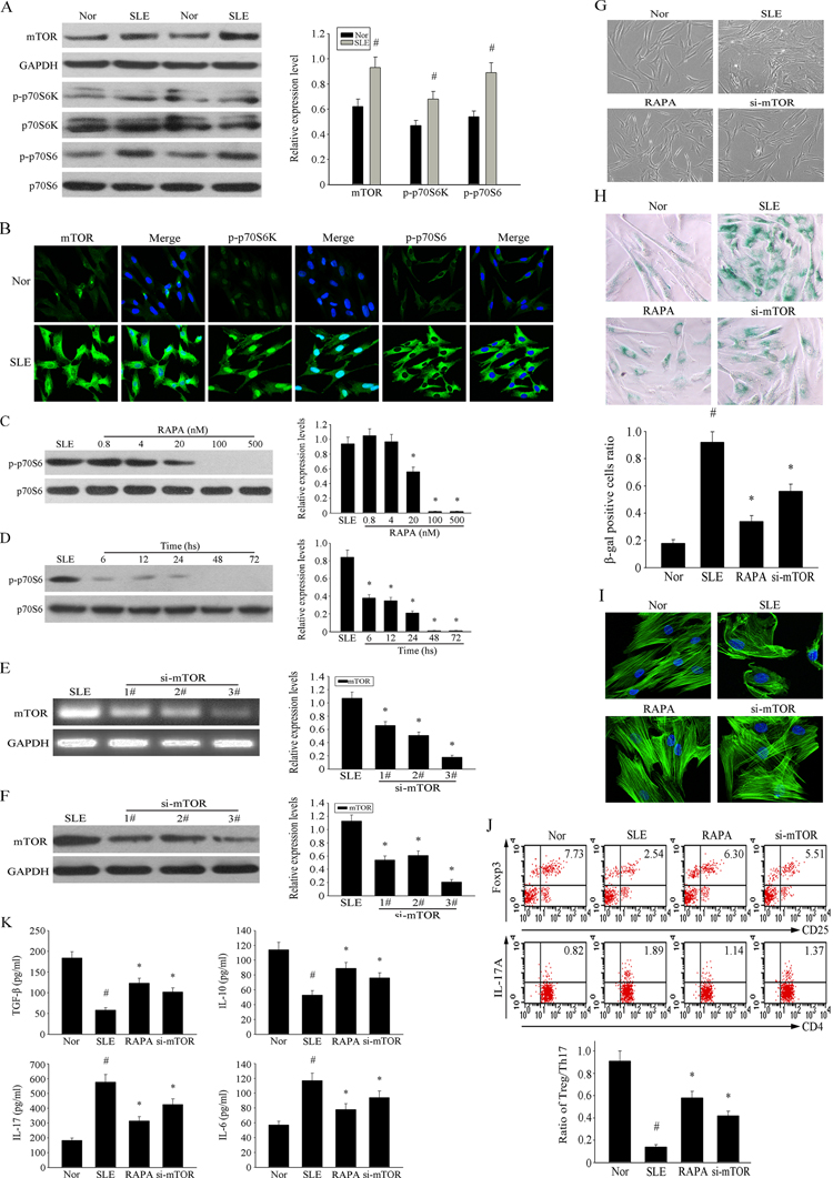 Over-activation of mTOR pathway was involved in the senescence of MSCs from SLE patients