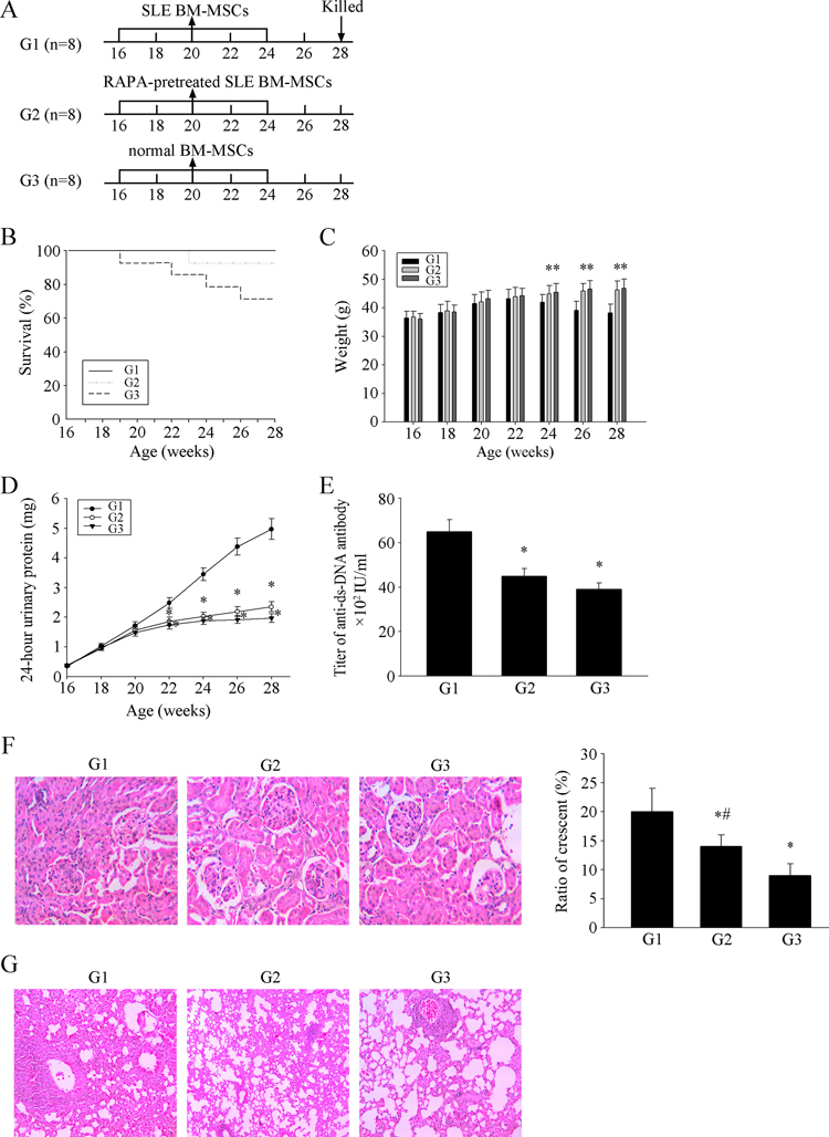 MSCs from SLE patients pretreated with RAPA have a significant effect on LN of MRL/lpr mice