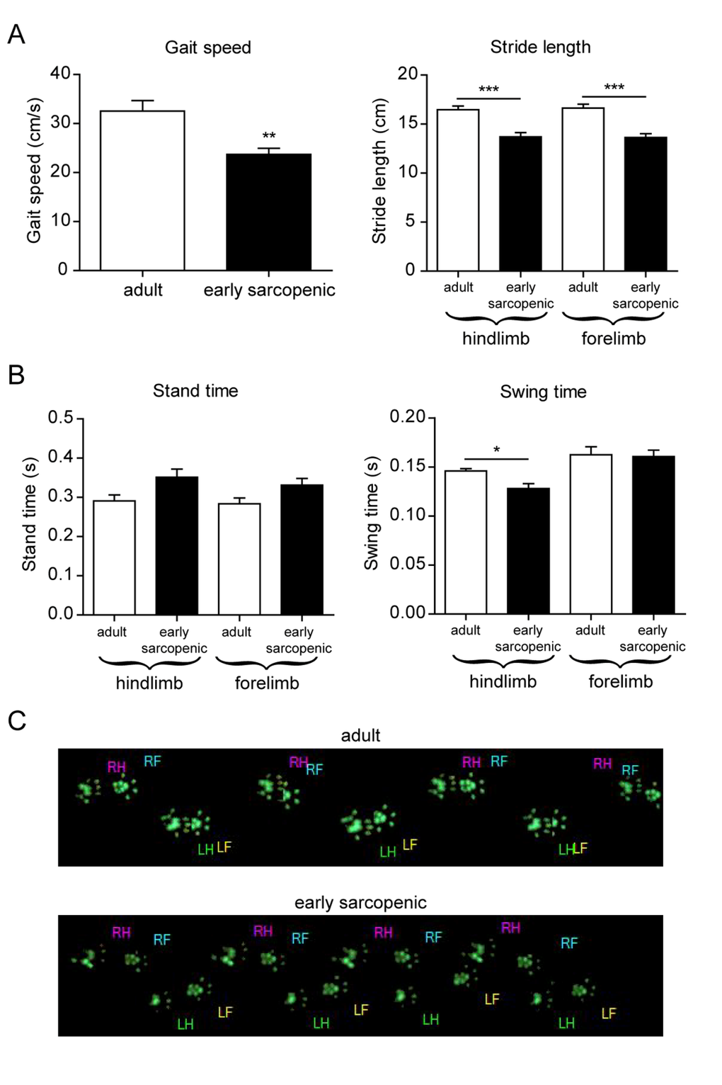 Gait analysis reveals impaired hindlimb function with age