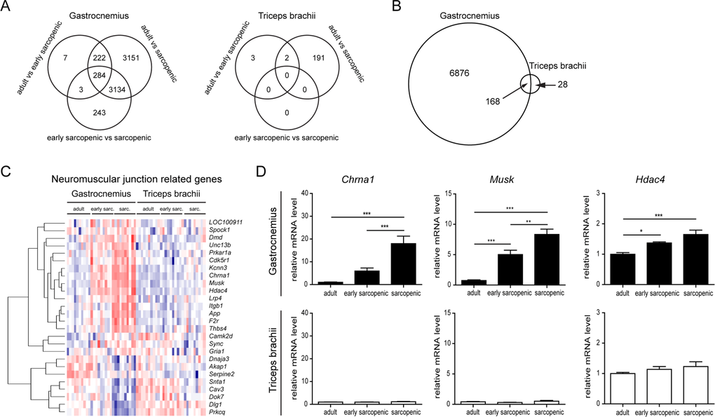 RNA-sequencing reveals specific changes in hindlimb muscles with age