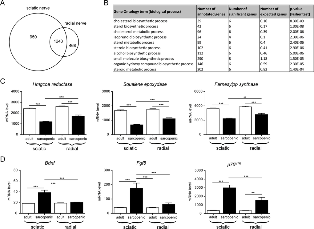 Transcriptional profiling of nerves in aged rats identifies specific molecular signatures associated with the severity of neuromuscular decline