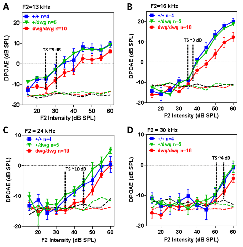 DPOAE in 6-month-old dwg/dwg mice present, but slightly reduced relative to +/+ and dwg/+ mice