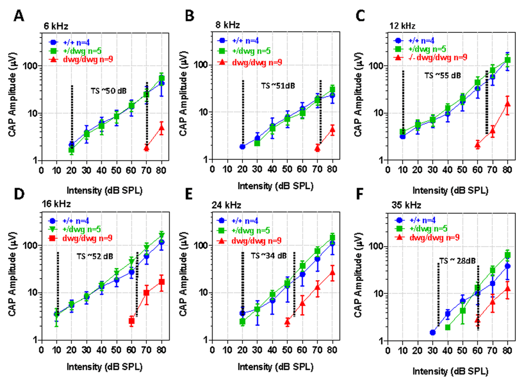 CAP amplitudes greatly reduced in dwg/dwg mice compared to +/+ and +/dwg mice