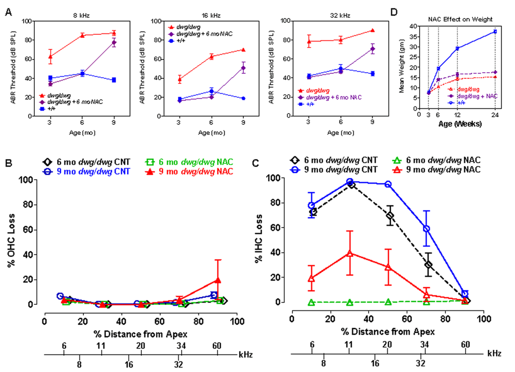 NAC supplementation for 6 months prevents hearing loss and IHC loss in dwg/dwg mice, but has little effect on body weight