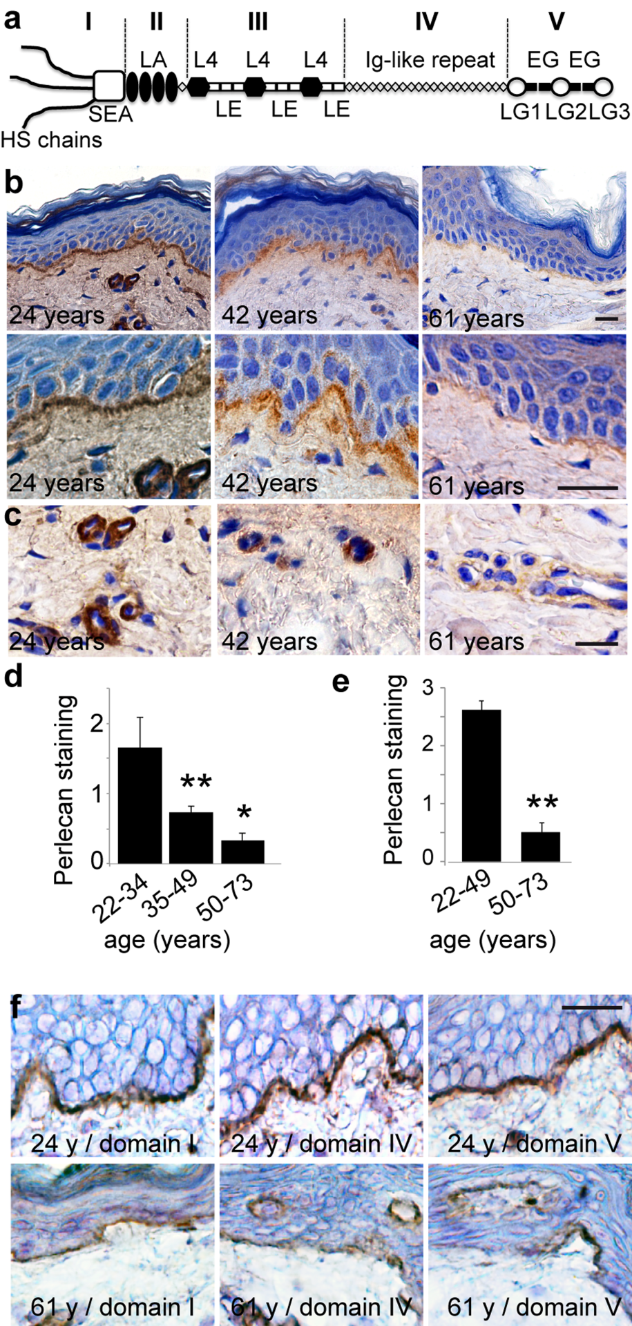Age‐related changes in perlecan expression in skin basement membranes