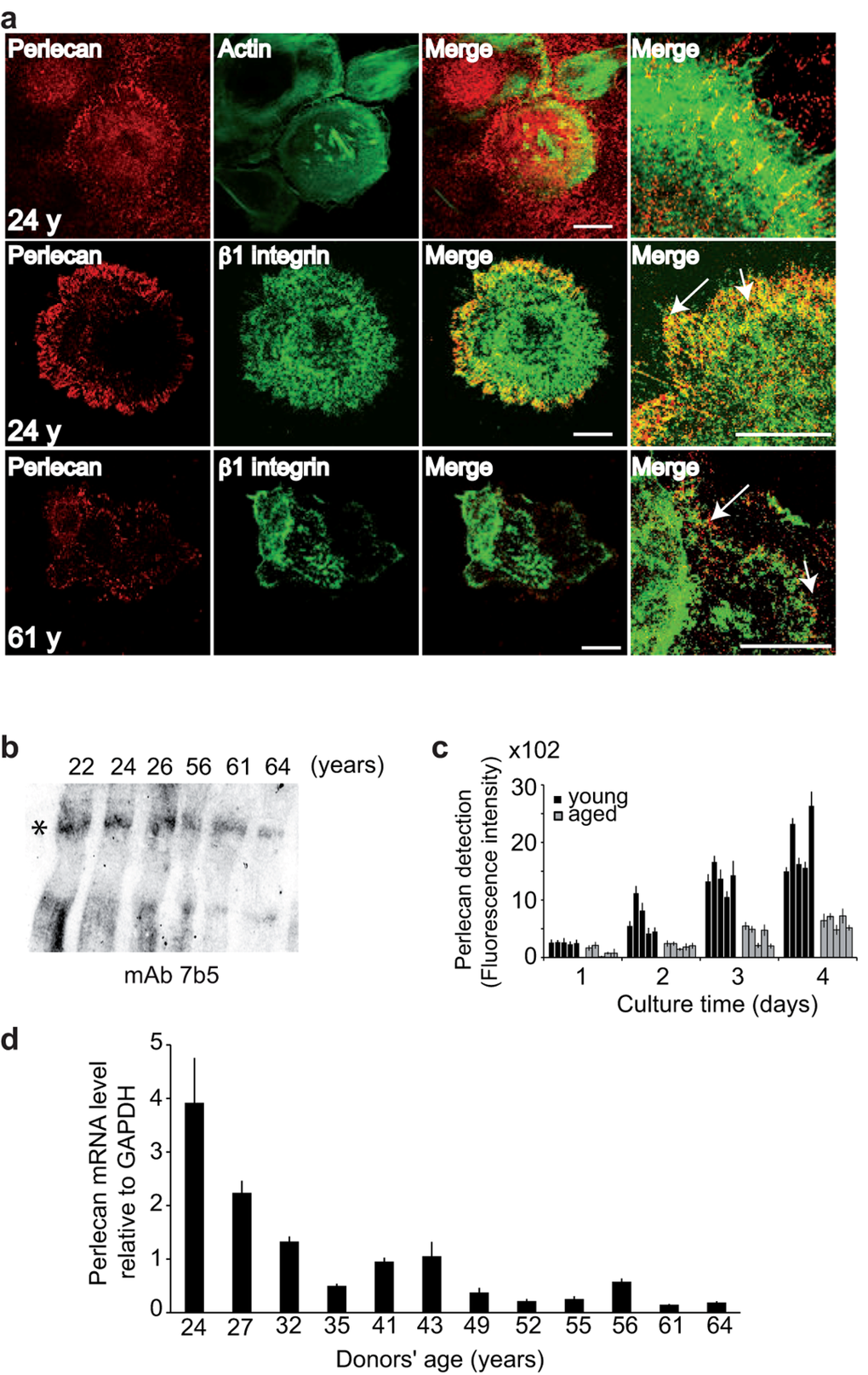 Keratinocyte aging results in decreased perlecan in the ECM