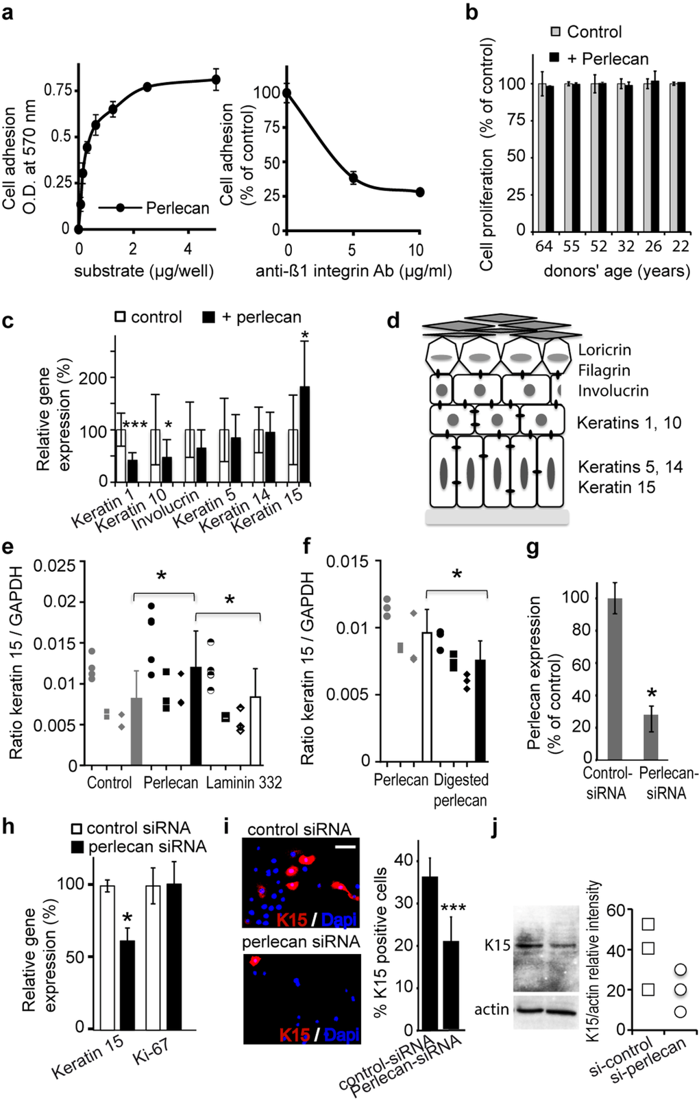 Perlecan induces keratinocyte adhesion and regulates K15 gene (KRT15) expression