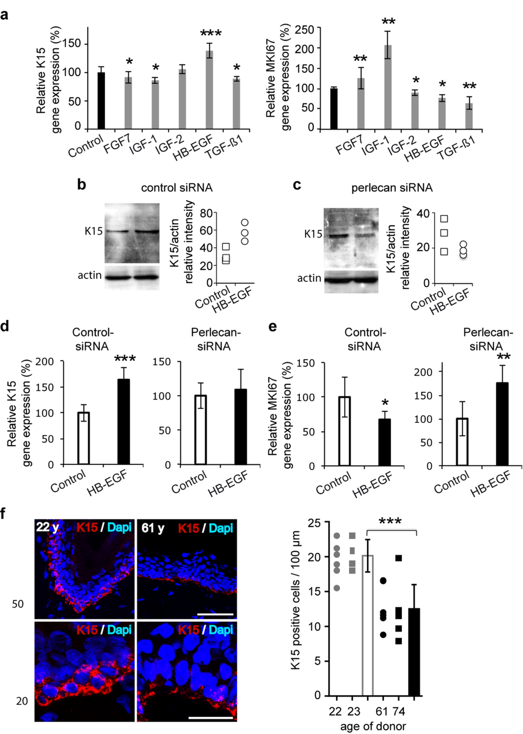 Perlecan functions in K15 expression regulation in aging skin