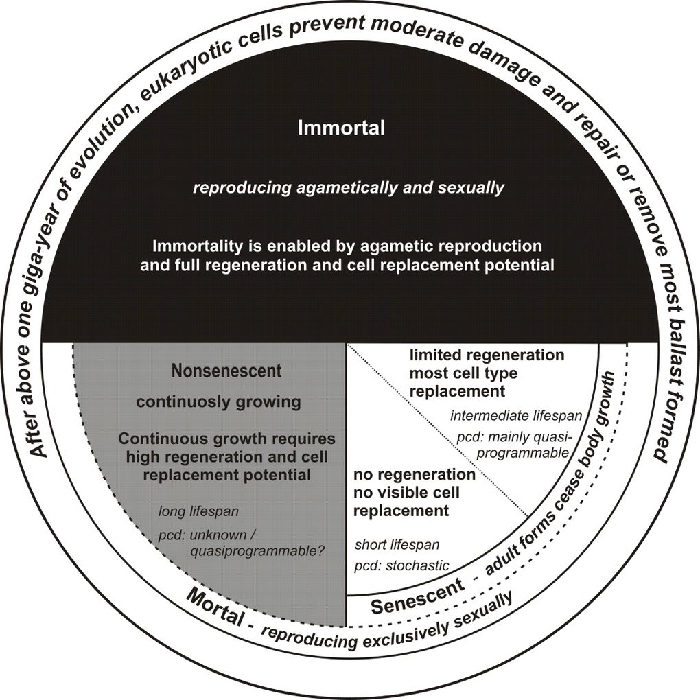 The relationship between senescence and life program connected with the ability to cell replacement and regeneration