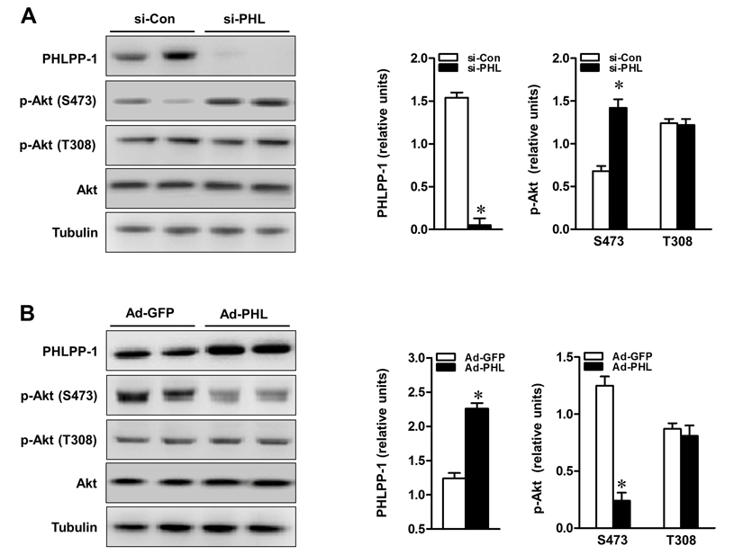 PHLPP-1 expression level affected Akt phosphorylation at Ser473