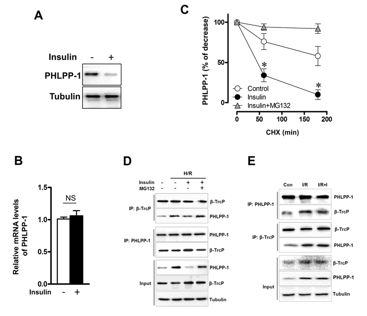 Insulin regulated the stability of PHLPP-1 in cardiomyocytes