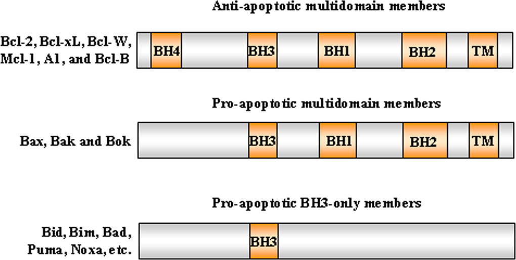 Bcl-2 protein subgroups