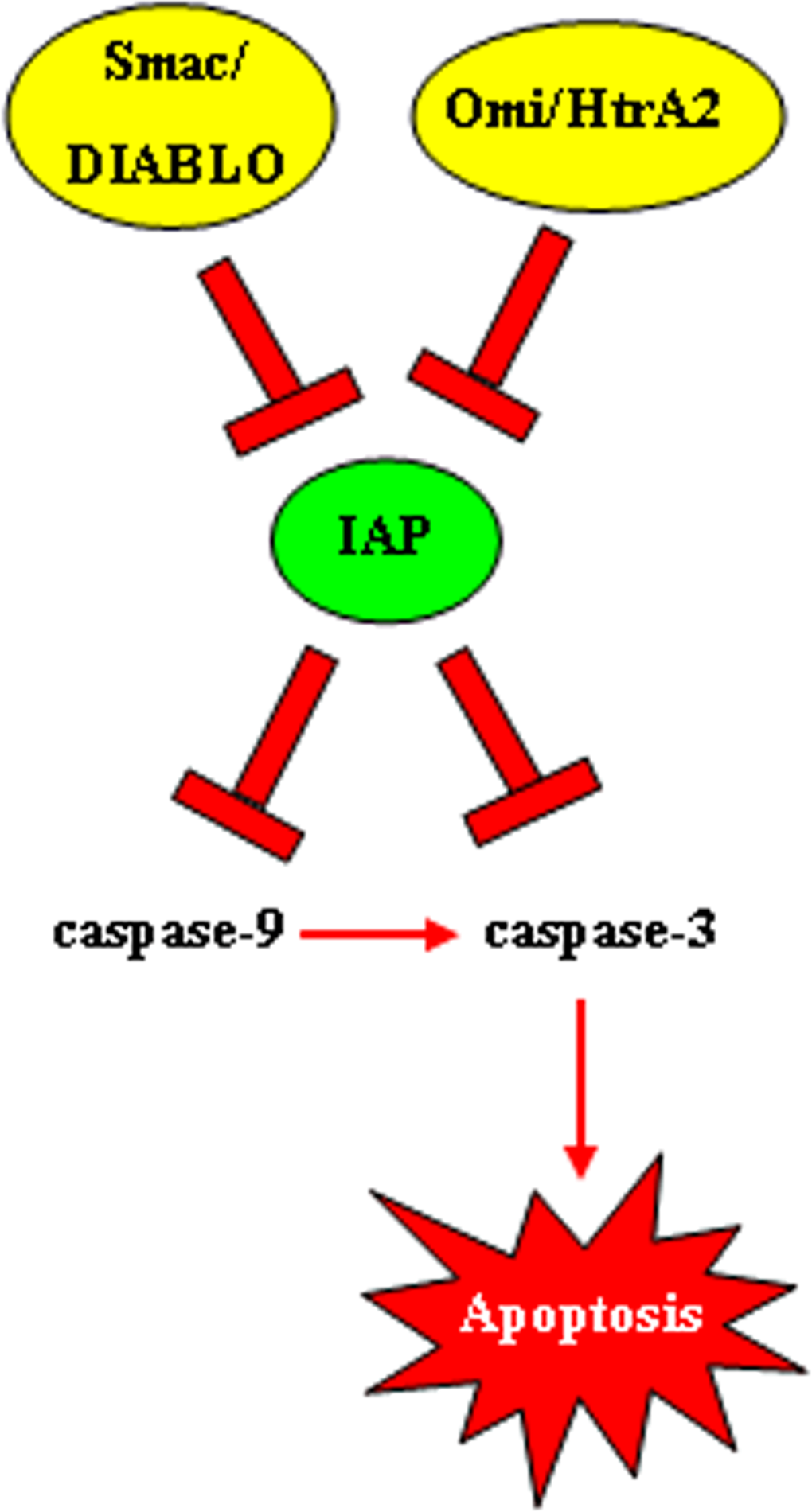 Function of inhibitors of apoptosis proteins (IAPs)