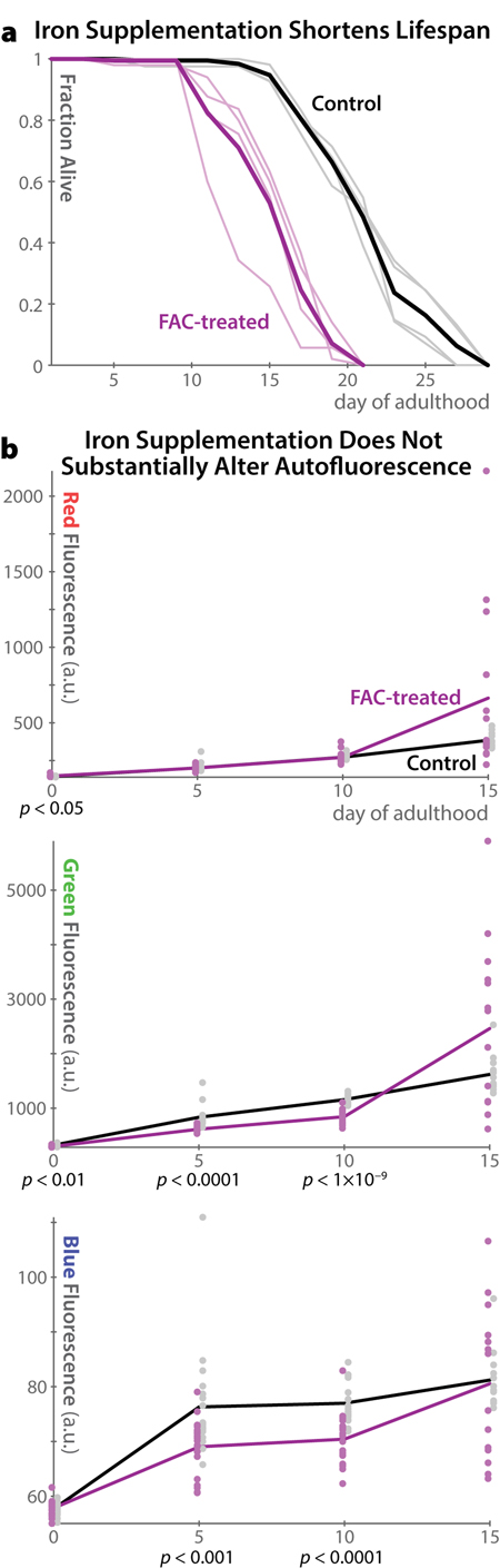 Autofluorescence in C. elegans does not increase in pro-oxidation conditions