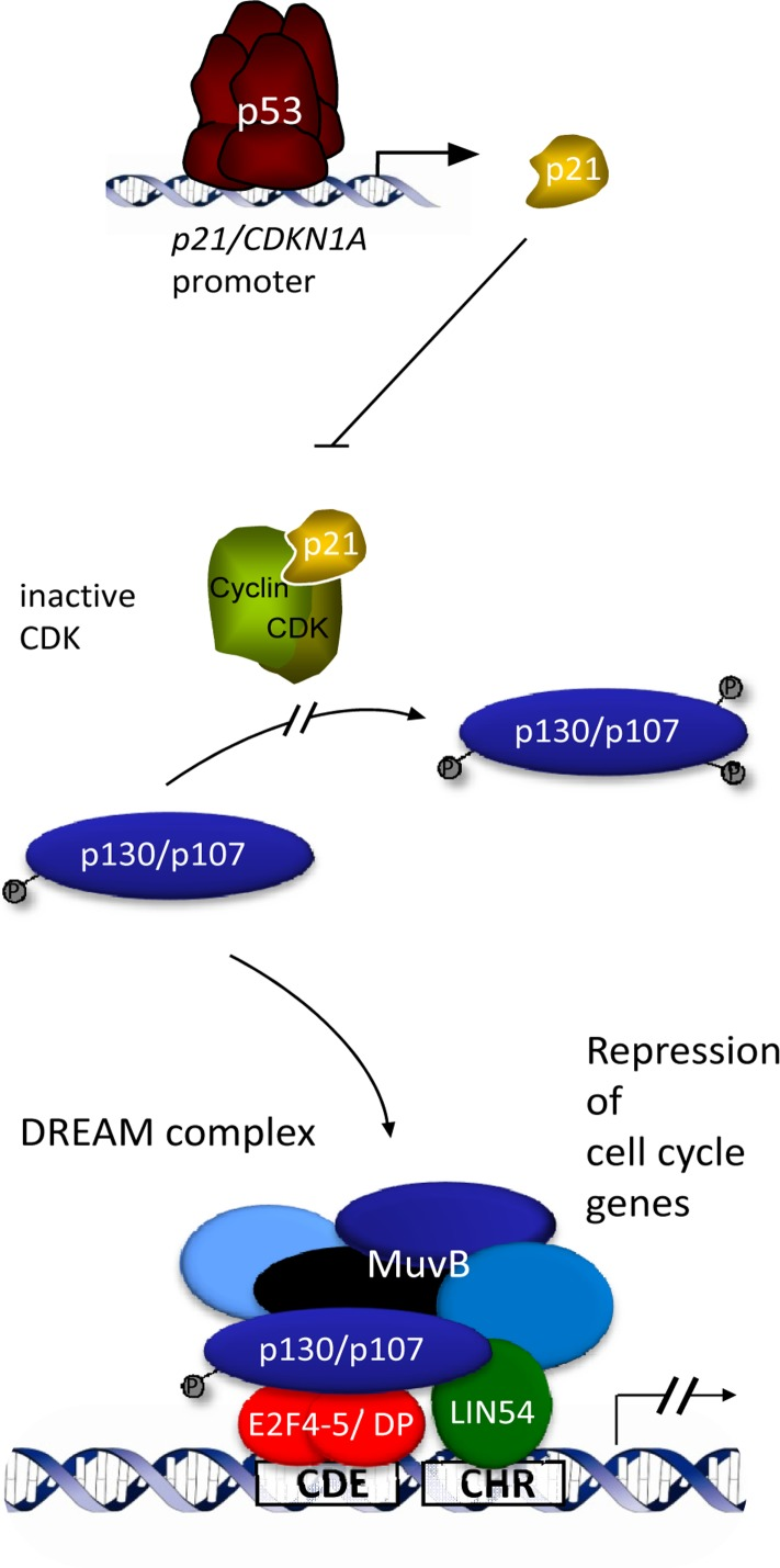 Indirect repression of cell cycle genes by p53