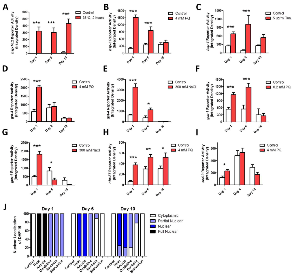 Specific stress-responsive pathways fail to respond to stress with advancing age