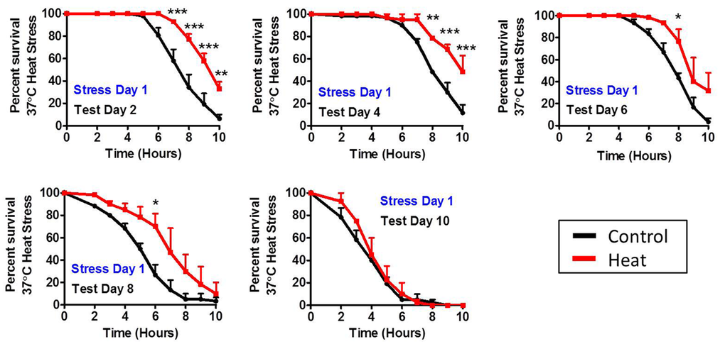 Duration of induced thermotolerance persists until day 8 of adulthood