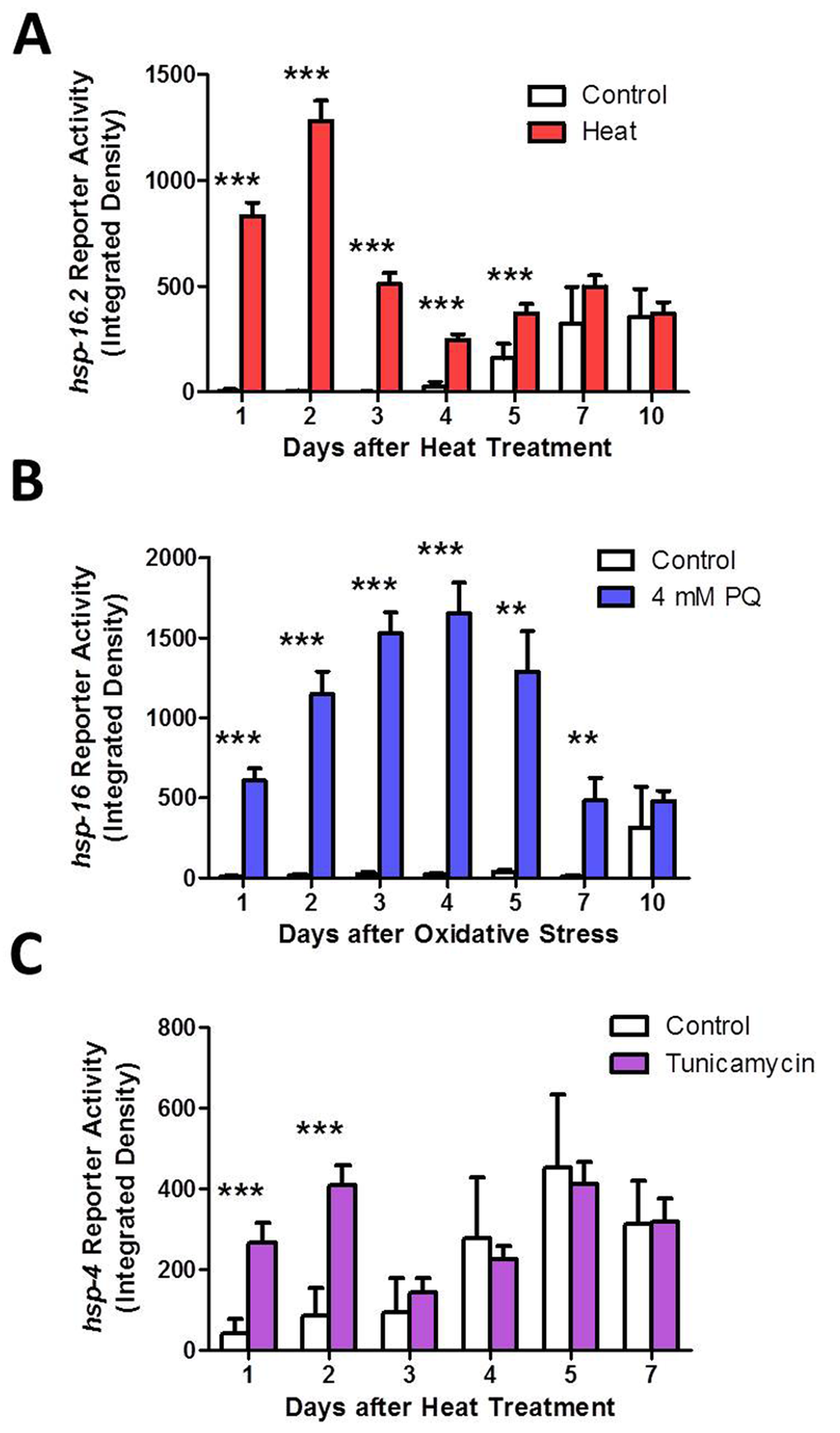 Activation of heat shock response (HSR), mitochondrial unfolded protein response (mitoUPR) and endoplasmic reticulum unfolded protein response (ER-UPR) lasts for multiple days after induction