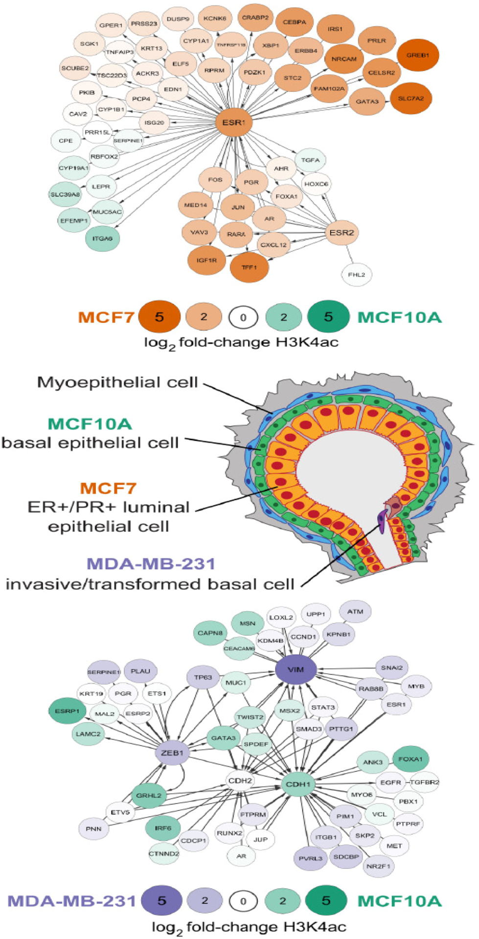 Dynamics of H3K4ac epigenetic modifications in cell lines representative of breast/breast cancer subtypes