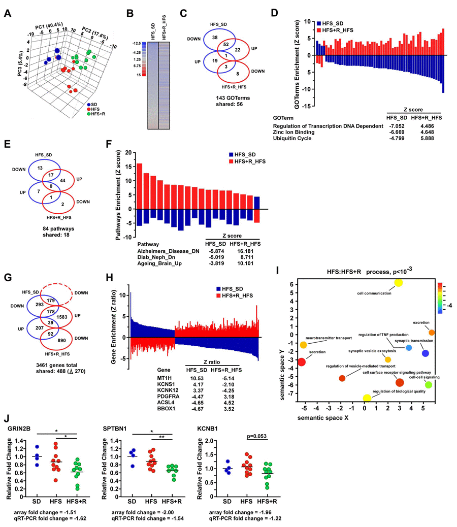 Resveratrol supplementation elicits differential gene expression profiles in the frontal cerebral cortex of HFS-fed rhesus monkeys