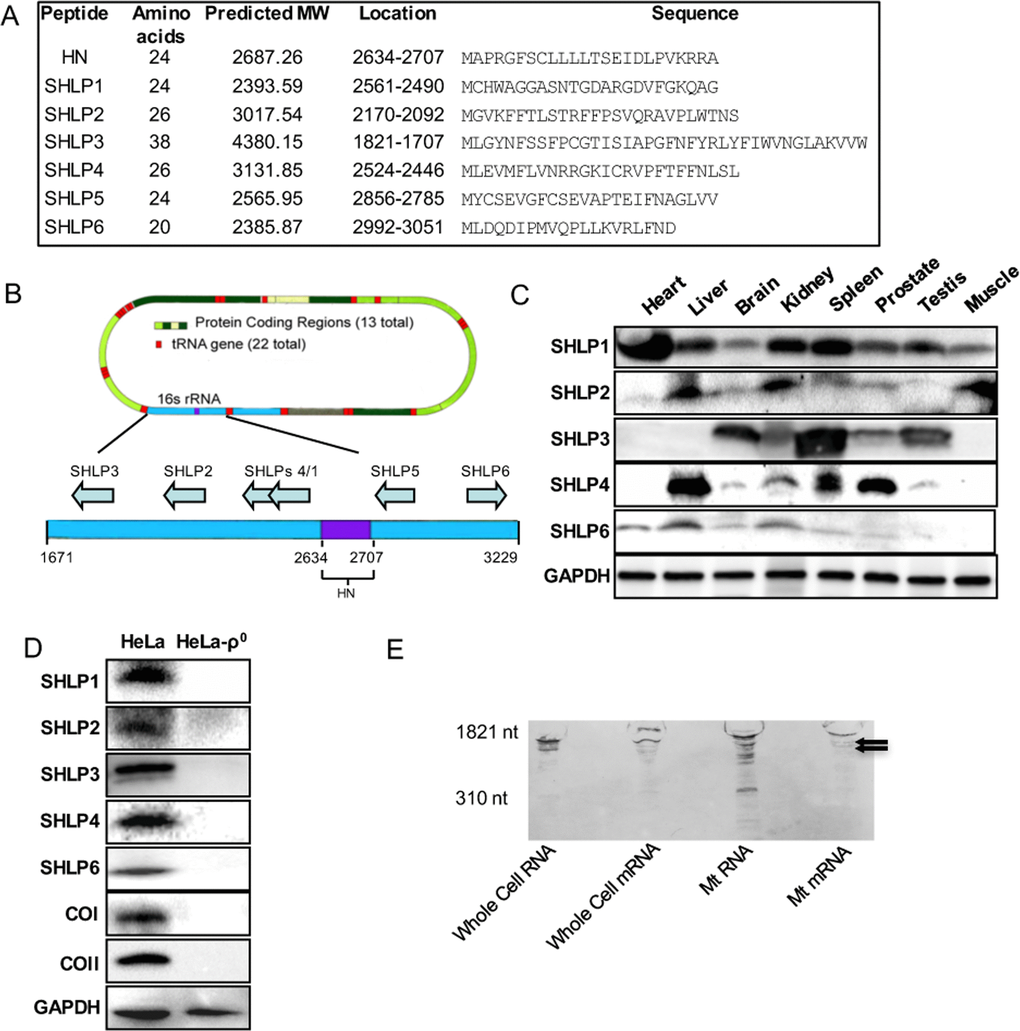 Identification and validation of small open reading frames (sORFs) within the mitochondrial 16S ribosomal RNA (rRNA) gene