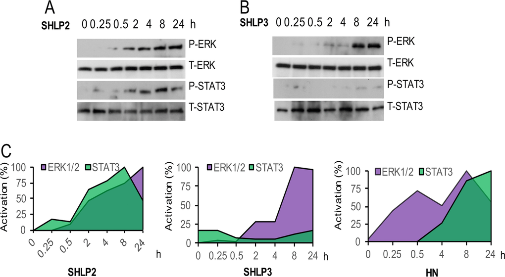 ERK and STAT-3 activation by SHLP2 and SHLP3