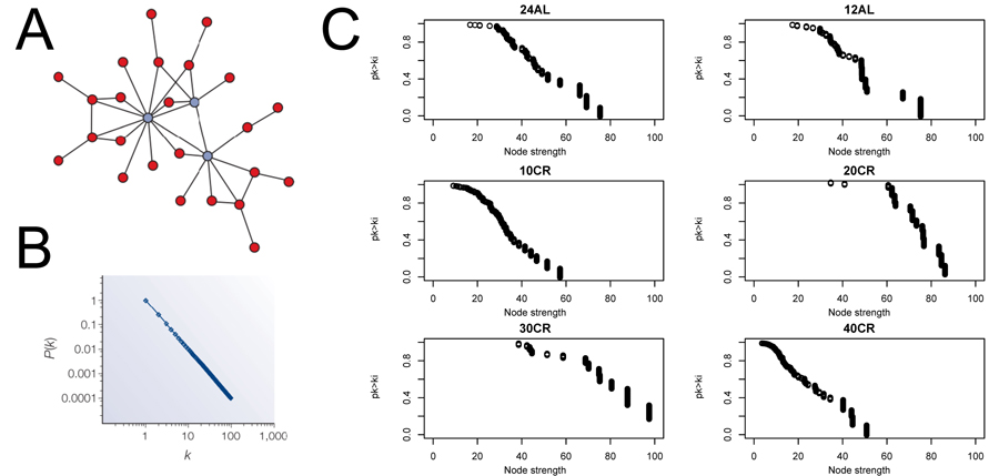 Node strength frequency distribution