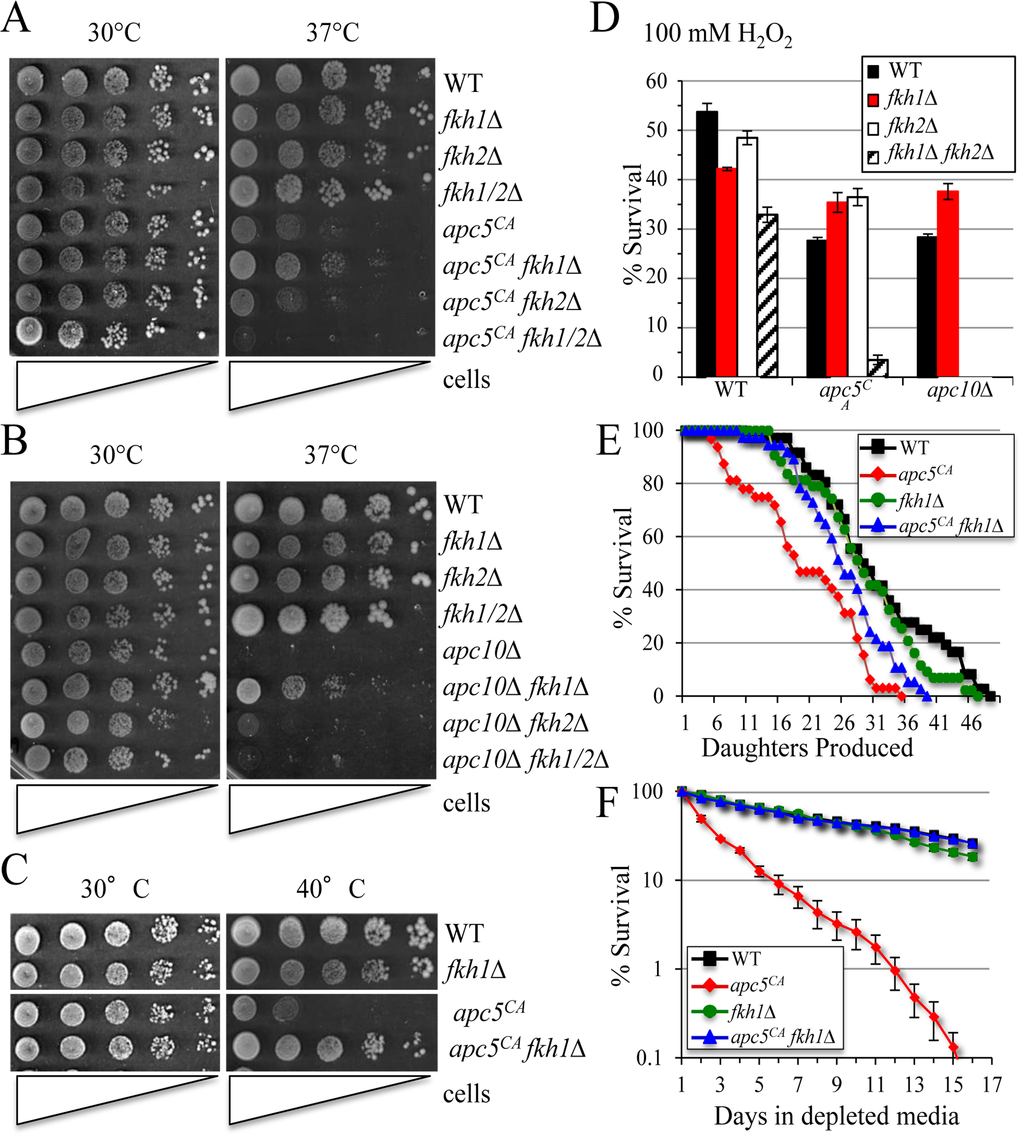 Deletion of FKH1 reverses APC mutant phenotypes