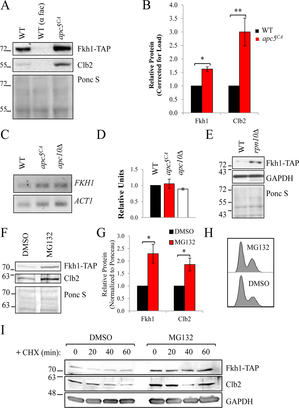 Fkh1 stability depends on the APC and the proteasome