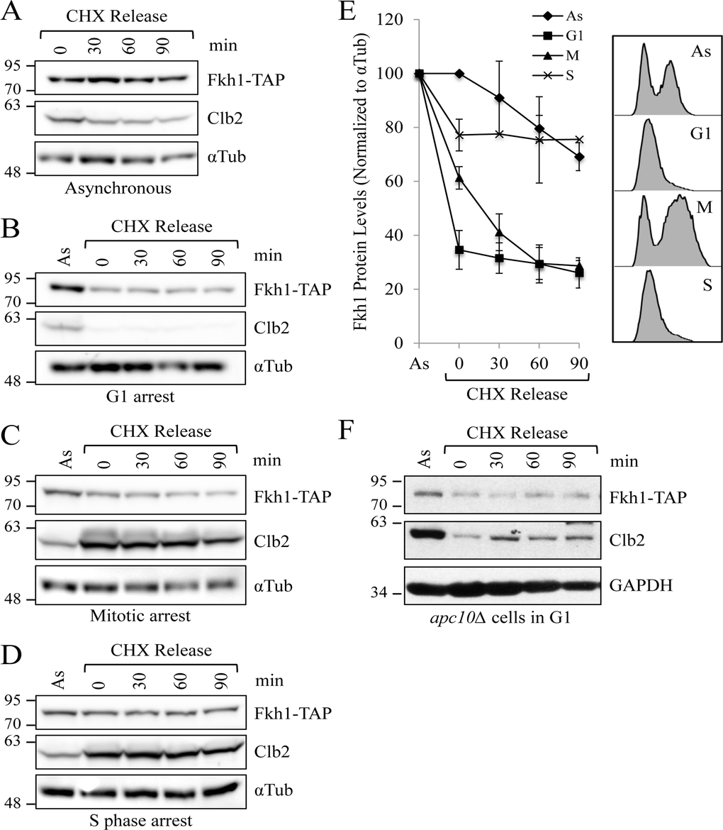 Fkh1 instability occurs specifically in mitosis