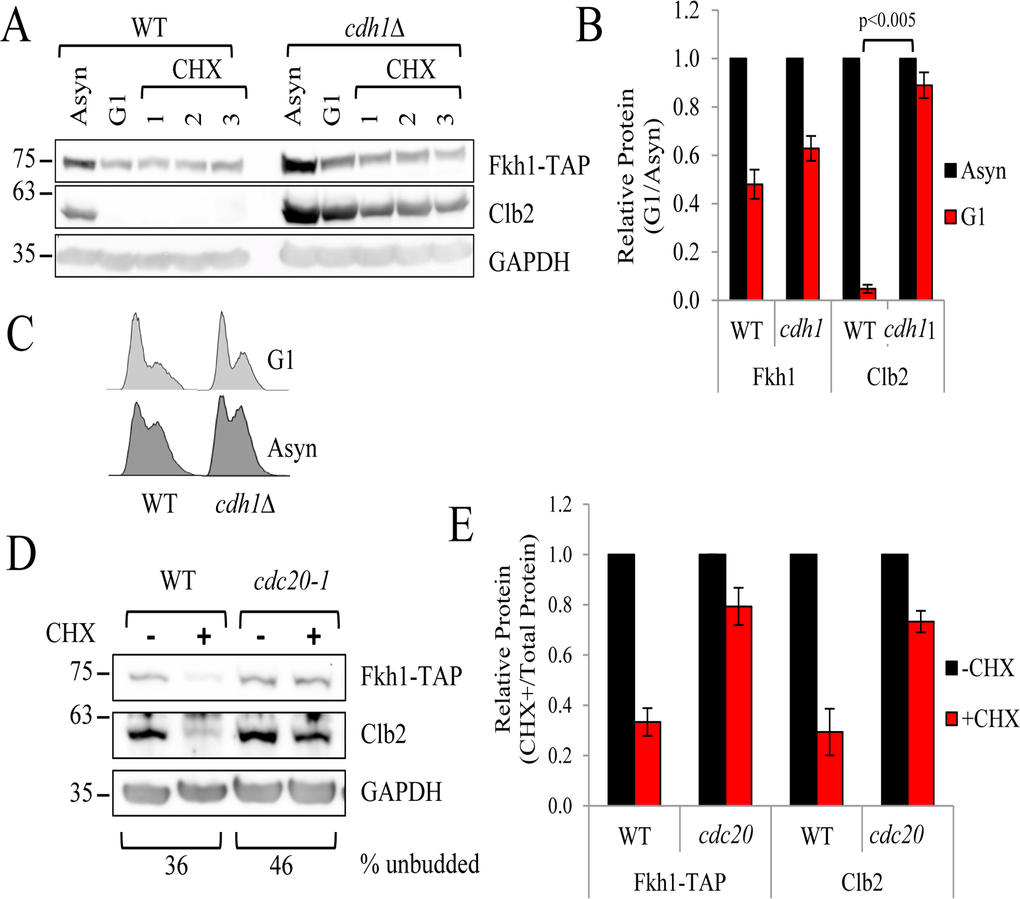 Fkh1 instability is determined by the APCCdc20 complex