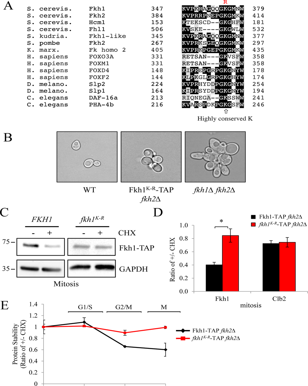 Mutation of the highly conserved K373 in Fkh1 stabilizes the protein in mitosis