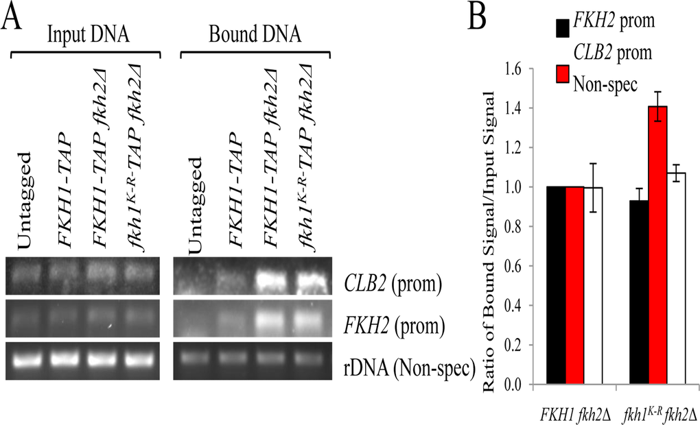 The Fkh1K-R mutation does not impair recruitment of Fkh1 to CLB2 and FKH2 promoters