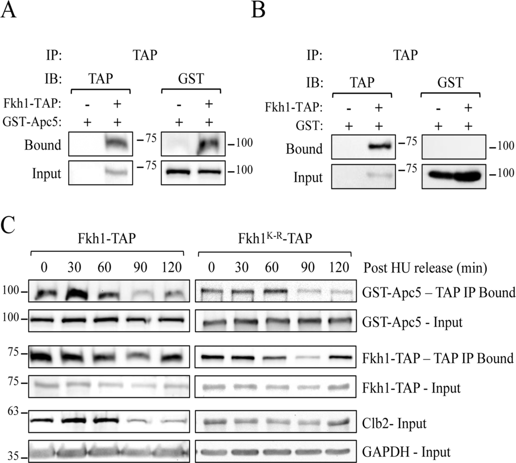Fkh1 and Apc5 physically associate throughout the cell cycle